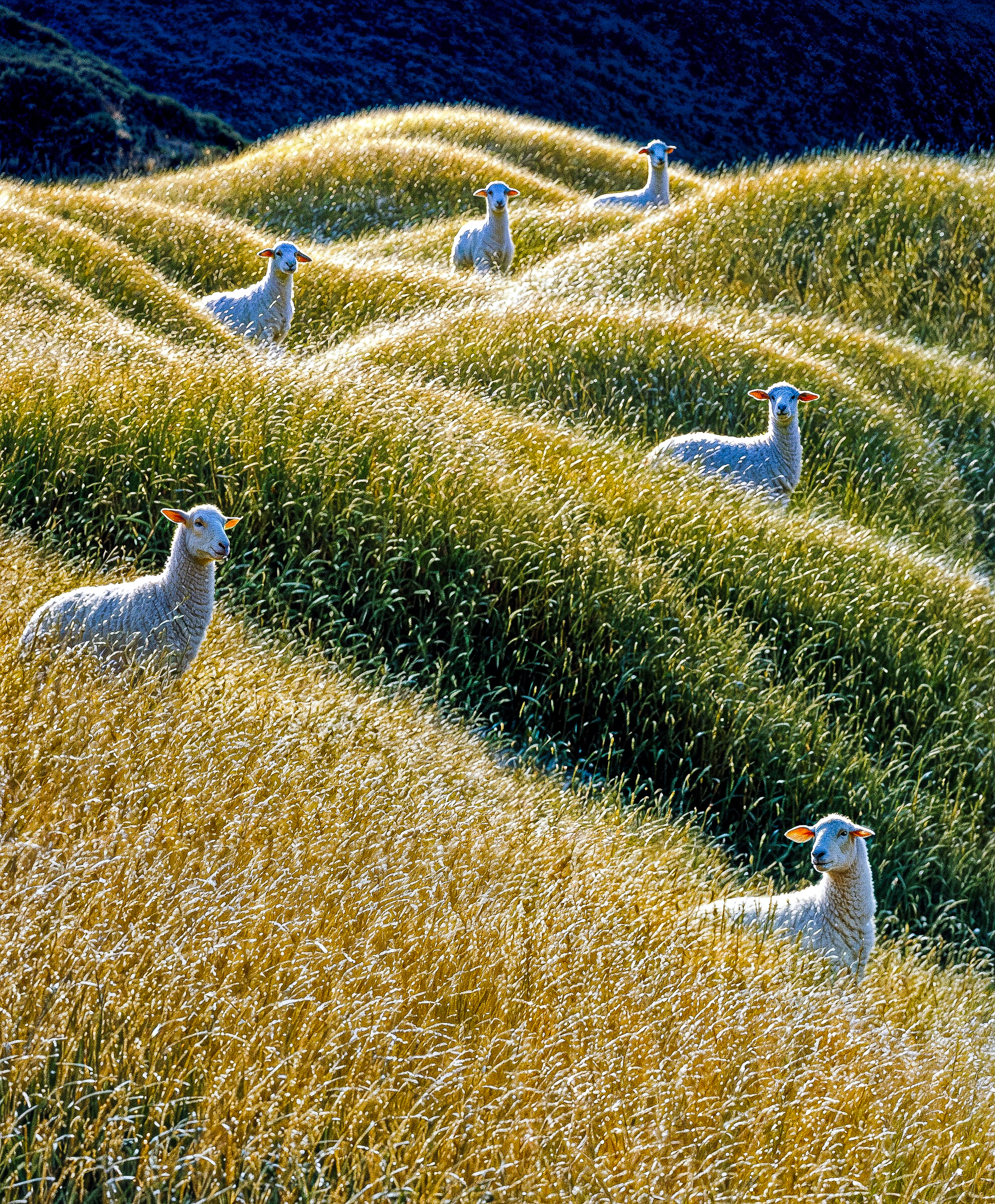 Sheep in wave-pattern grass